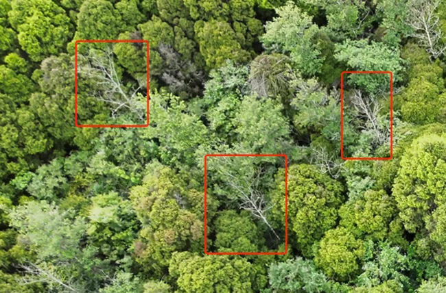自動作業(yè)巡林，AI 智能識別煙點丨大疆機場 2 守護千年古柏